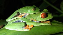 Night Tour Manuel Antonio 