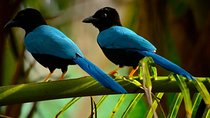 Birdwatching in Coba from Tulum - Shared Group Tour