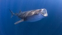 Whale Shark Experience from Playa del Carmen
