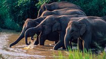 Wasgamuwa National Park Safari from Habarana