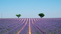 GUIDED TOUR: Lavender fields, the Gorges du Verdon