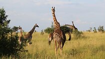 6-Day Safari Tour to Tarangire, Manyara, L. Eyasi & Ngorongoro