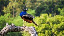 Wildlife Tour Covering Birds and Mammals (15 Days)