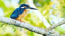 Wildlife Tour Covering Birds, Mammals and Whales (21 Days)