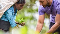 Ceylon Tea Tour (5 Days)