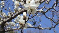 Cherry & Magnolia Blossoms Viewing Tour (Summer Palace & Yuyuantan)