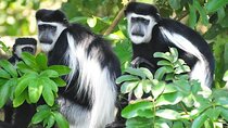 6-Day Private Tour in Kibale Semliki and Queen Elizabeth Park 