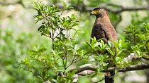 Wildlife Tour Covering Birds, Mammals and Whales (14 Days)