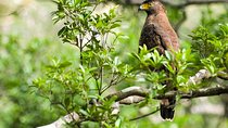 Wildlife Tour Covering Birds and Mammals (14 Days)