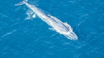 Aerial Whale Watching by Airplane from Koggala Airport (KCT)