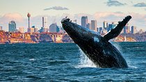 Whales of Sydney Boat Safari