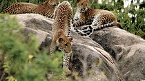 Yala National Park Safari from Balapitiya