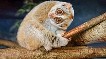 Loris Watching from Sigiriya