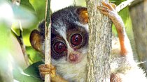 Loris Watching from Kitulgala