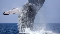 Whale Watching Boat Tour from Balapitiya