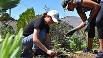 Urban Agriculture crash course