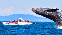 Whale Watching Boat Tour from Koggala