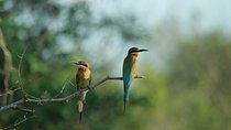 Bird Watching in Sinharaja Rain Forest | From Your Hotel
