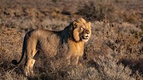 Private Tour : Africa Wild Safari West Coast Cape Town 