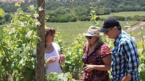 Casablanca Valley Wine Tour from Santiago