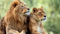 5 Days: Lake Manyara / Serengeti / Ngorongoro