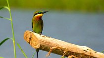 Birdwatching Boat Ride in Muthurajawela Marsh
