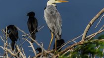 Birdwatching in Anawilundawa Sanctuary