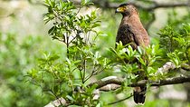 Wildlife Tour Covering Birds and Mammals (6 Days)