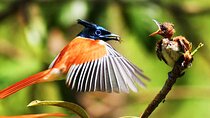 Birds, Wildlife and Culture of Sri Lanka (11 Days)
