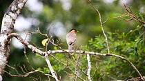 Birds and Wildlife Tour (11 Days)