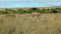Kenya safari