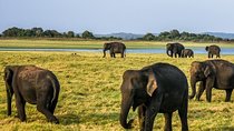 Hurulu Eco Park Safari | Jeep with Tickets