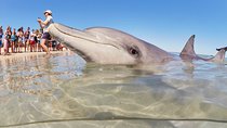4-Day Coastal Loop via Monkey Mia Dolphins Pink Lake & Pinnacles