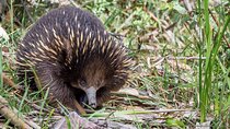 Melbourne to Great Ocean Road & Grampians 3 Day Escape