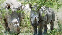 Guided Falls Tour, African Village Tour & Night Game Driver with Bush dinner