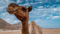 From Sharm El Shiekh: Camel Ride With Dinner