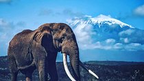 Private 5-Day Manyara and Serengeti Safari with Ngorongoro Crater