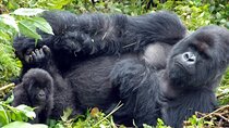 5-Day Private Tour of Kibale and Bwindi Impenetrable National Park