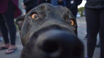 Dog & Cat Animal Rescue volunteering