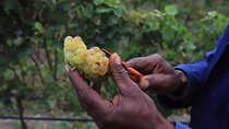 Farmhand Stories: Visit the Home of a Vineyard Worker with a Labour Activist