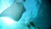 Scuba Diving 3 dives including Manta Rays at Nusa Penida 