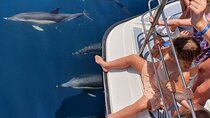 From Lagos: Dolphin Watching Cruise on a Catamaran