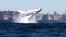 Sydney Harbour Ferry with Taronga Zoo Entry and Whale Watching Cruise