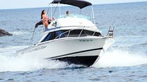 Whale and dolphin watching tour Los Gigantes and Masca in small groups