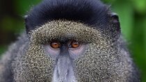 6-Day Gorilla And Golden Monkey Trekking Mgahinga Park