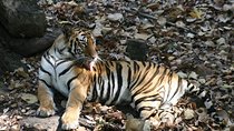 Tiger Photographic Safaris