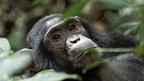 11 Days Classic Wildlife Of Uganda Tour 