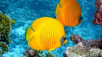 Sinda Island Day Trip with Snorkeling
