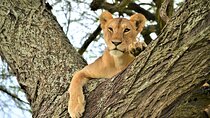 8 Day Green Season&The great migration