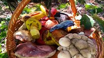 Mushroom Tour from Mexico City